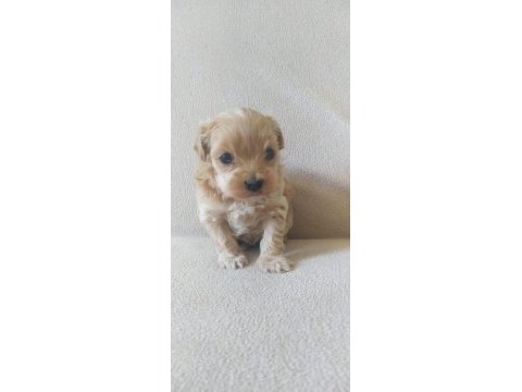 Maltipoo yavrular