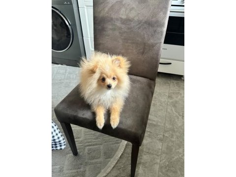 4.5 aylık yavru pomeranian