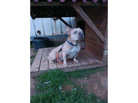 Maviş gözlü french bulldog köpeğim