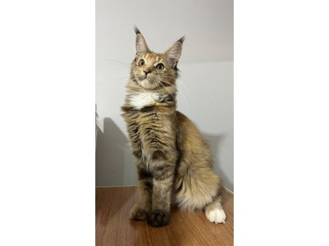 Black tortie isabella maine coon