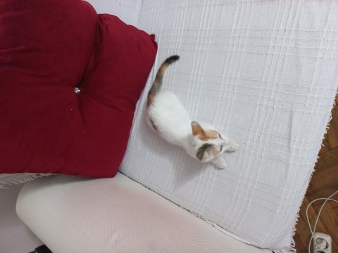 Küçük balıma yuva arıyoruz tekir