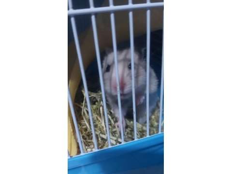 Hamster pilav hanım için sevgi dolu yeni bir yuva arayışı !