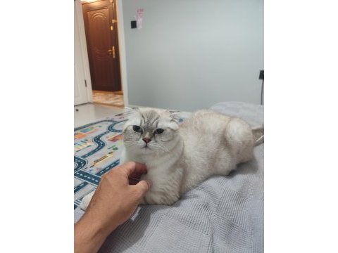 Çok uysal scottish fold