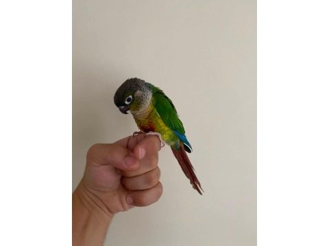 1 yaşında full evcil oyun hamuru green cheek konur