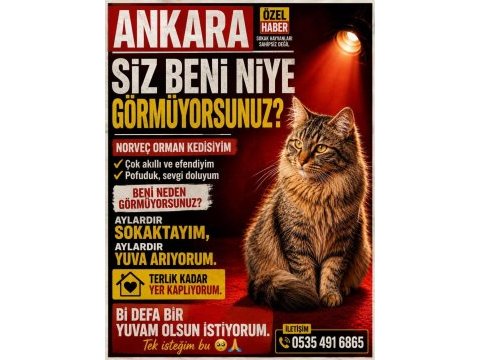 Norveç orman kedisi bir kız