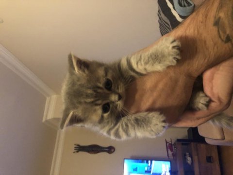 Güzel bebekler british longhair