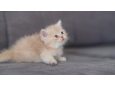 Safkan british shorthair cy 12 erkek