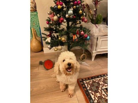Mecburiyetten sahiplendirilecek 4 yaşında poodle