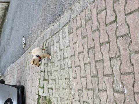 Ücretsi minyatür pinscher yavru erkek