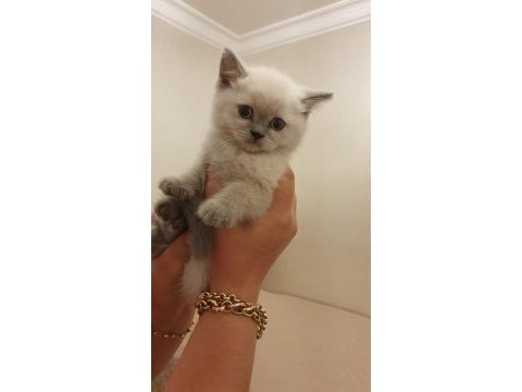 British shorthair yavrularımız sahiplendirilecektir