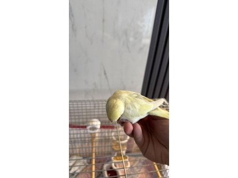 Yeni yeme düşmüş alıştırmalık iri çek muhabbet kuşu yavrular