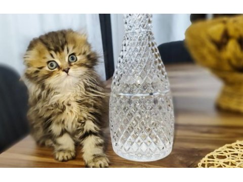 Dünyanın en güzel chinchilla bebemler