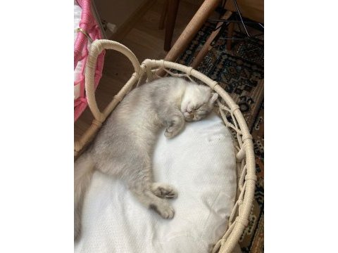 Yavru dişi eğitimli aşılı karneli scottish fold