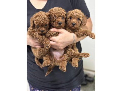 Toy poodle orjinal