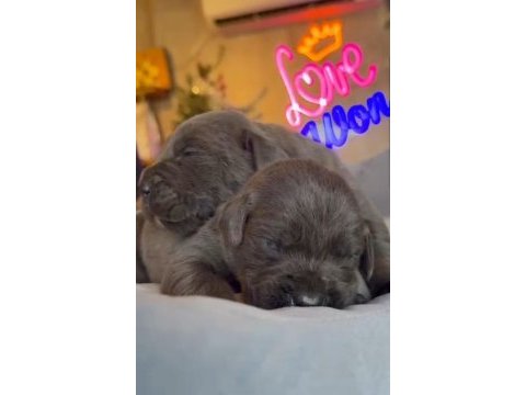 Cane corso blue bebeklerimiz için acele edin