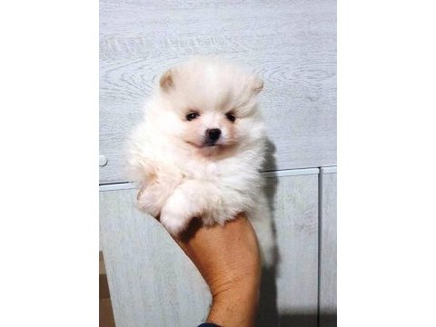 Sevimli pomeranian spitz