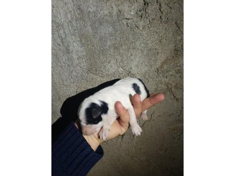 Her renk border collie yavruları mevcut