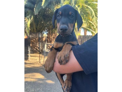 Dişi erkek doberman kapıda ödemeli güvenli sistem