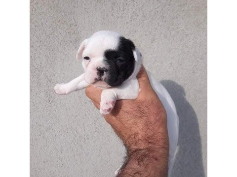 Fransız bulldog yavrular izmirden