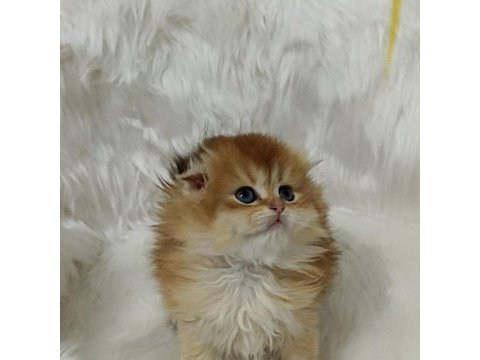 Safkan scottish fold longhair dişi yavru