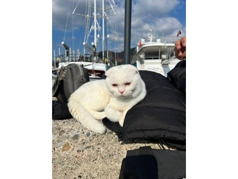 Beyaz scottish fold erkek kedimiz