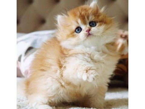 Kedimiz için açıklamayı okumadan aramayın lütfen