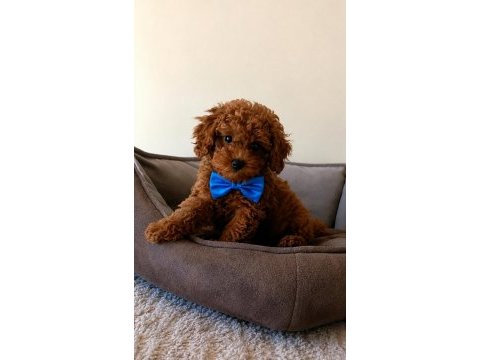 Yakışıklı poodle oğlumuz