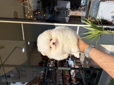 Ukrayna doğumlu pomeranian yavrular