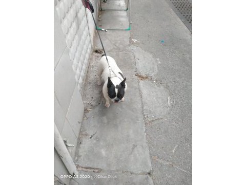 2 yaşında doğum tecrübeli dişi french bulldog