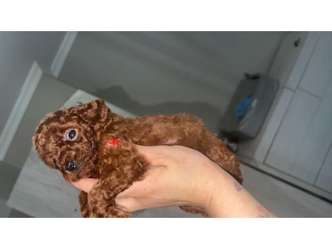 Kore kan ve kg garantili poodle bebişlerimiz