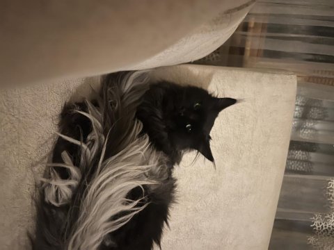Maine coon yetişkin 2 dişi 1 erkek