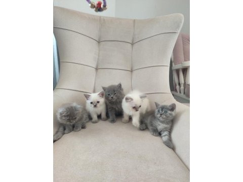 Safkan anne babadan british shorthair ayı surat yavrular