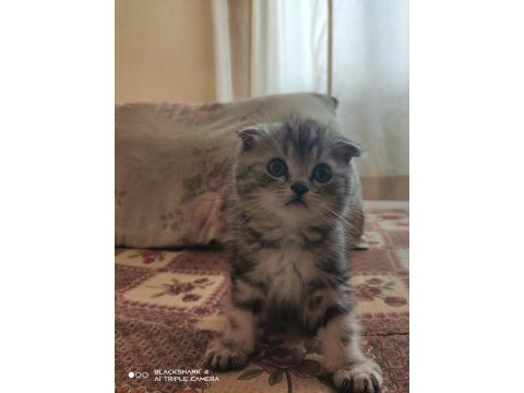 Scottish fold lilac