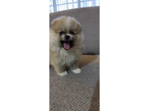 Pomeranian boo yavrularımız