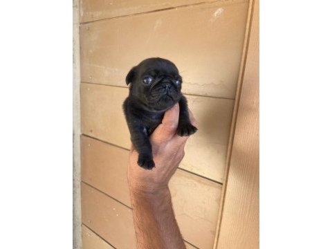 A kalite yavrular pug