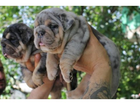 Sitenin en renkli en mütevazi ingiliz bulldogları