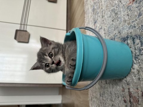 Yakışıklı güzel gözlü british shorthair oğlum
