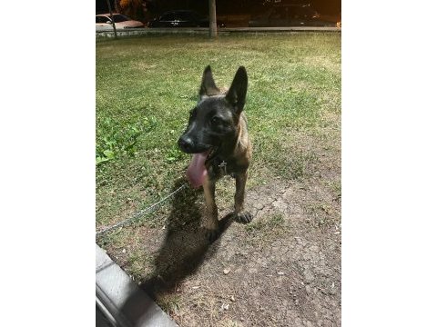 4 aylık malinois belçika kurdu