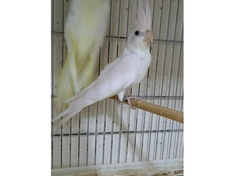 Dişi albino sultan papağanı 1 yaşına yakın