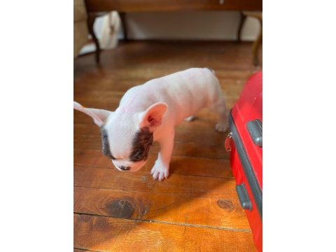 French bulldog varsa daha iyisi o da annesi