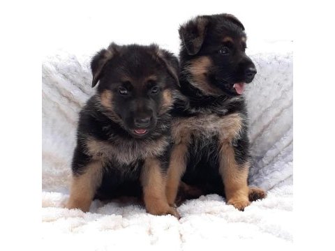 Alman çoban köpeği yavruları