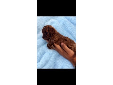Kore teacup erkek poodle yavrular
