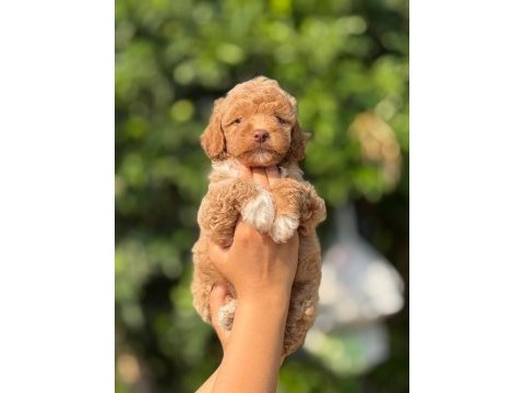 Teacup kore maltıpoo safkan wc eğitimli 