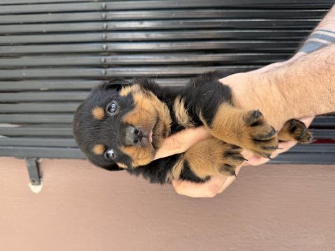 Rottweiler ırk ve sağlık garantisini belgeli veriyorum