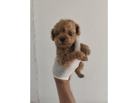 Toy poodle aşılı kilo garantili yavrular