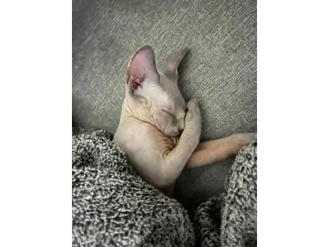 Sphynx (sfenks)