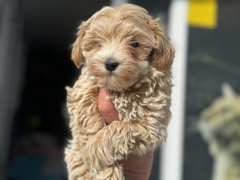 Petmode köpek çiftliğinden kore maltipoo