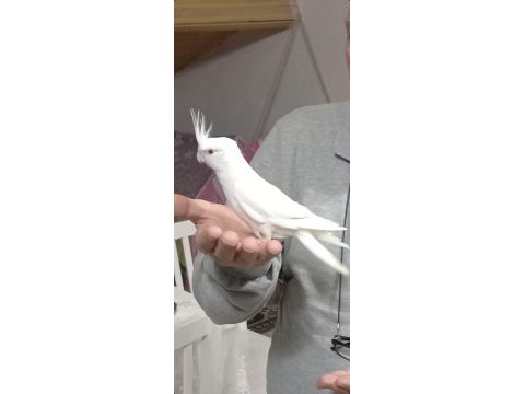 Sevimli kırmızı göz albino sultan papağanı yavrusu