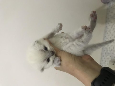 British shorthair yavru kedimiz