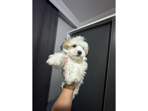 Morkie yavrum 2bucuk aylık
